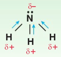 NH3-Amonyak-Molekülü-polar