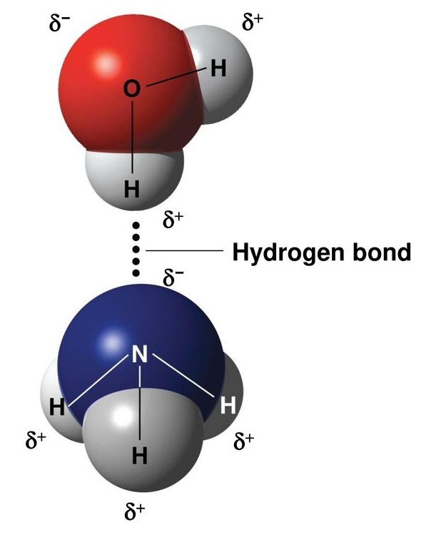Amonyak-çözeltisi-Hidrojen-Bağları